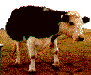 *mooooo*